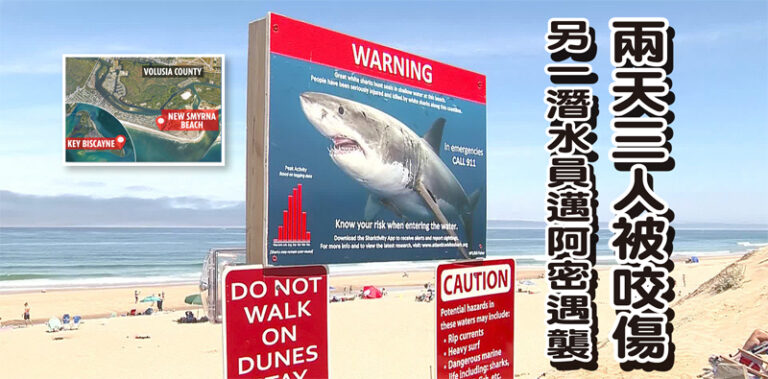 鯊魚攻擊人事件 佛州全球最多